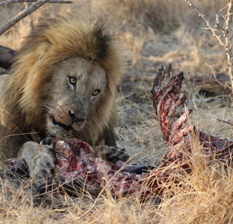 Der Löwe jagd und tötet, weil es seine Natur ist. Niemand verurteilt ihn dafür.